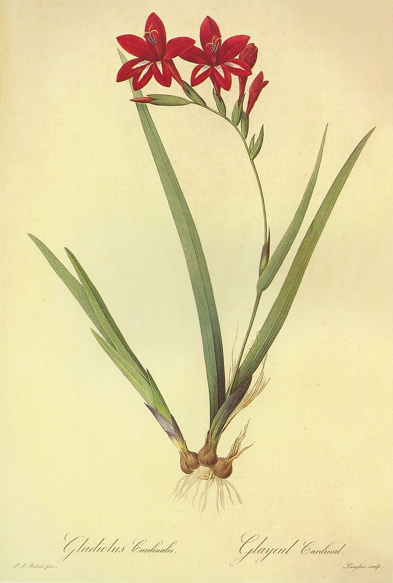 Gladiolus cardinalis